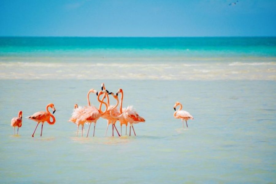 Isla Holbox desde Cancún y Playa del Carmen