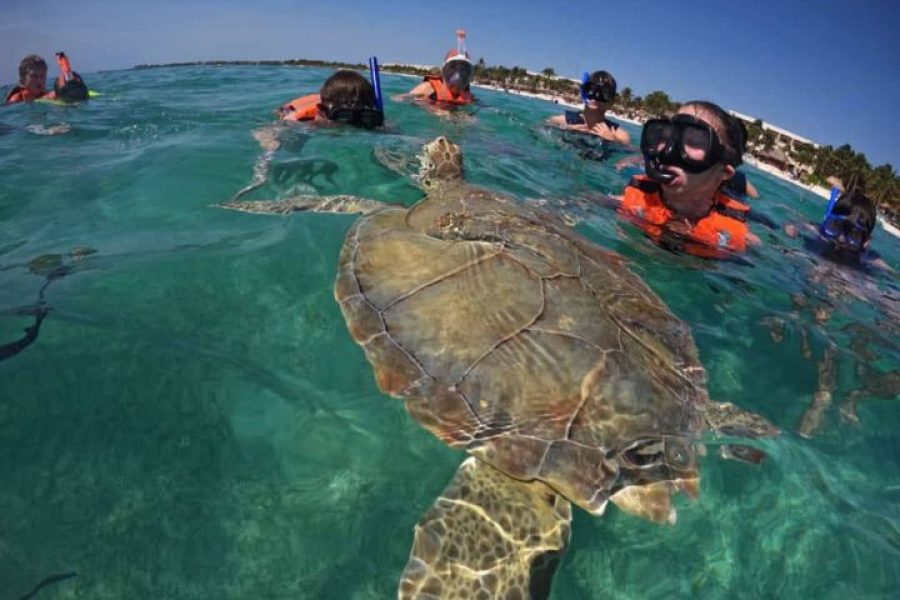 Tulum y Akumal desde Cancún y Playa del Carmen