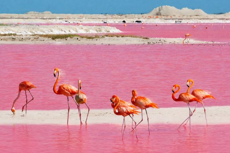 Tour Ría Lagartos y las Coloradas desde Riviera Maya